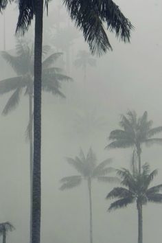 palm trees in the fog on a tropical island