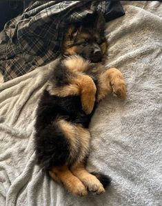 a small dog laying on top of a bed