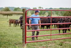 a man standing in front of a red fence with cows behind it on the grass