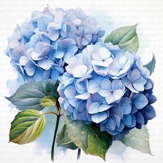 a blue hydrangea flower with green leaves on a white background is featured in this watercolor painting