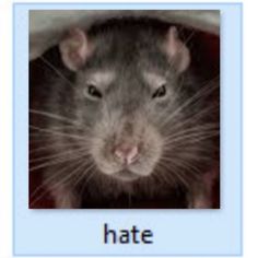 Wet Rat Funny, Rat Memes Humor, Rat Funny Pics, Rat Eating Cheese, Rat Pfp, Rat Core, Rat Animal