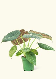 a potted plant with green and brown leaves