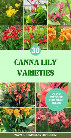 various flowers and plants with text overlay that says, 30 canna lily varieties click here for more ideas