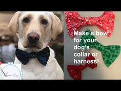 a dog wearing bow ties with the words make a bow for your dog's collar or harness