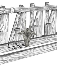 a drawing of a cow's head sticking out of a wooden fence with measurements