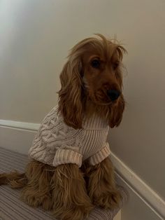 a brown dog wearing a sweater sitting on top of a carpeted floor next to a wall