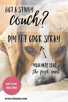 Remove Pet Odor From Couch, Best Pet Urine Remover Odor Eliminator, Pet Urine Smell Out Of Couch, Couch Smells Like Dog, Get Dog Smell Out Of Couch, Pet Odor Out Of Couch, Couch Smell Remover, How To Get Pet Smell Out Of Couch, Remove Dog Smell From Couch