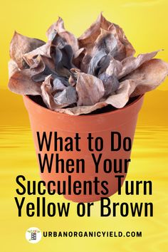 what to do when your succulents turn yellow or brown in the summer