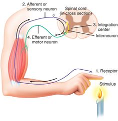 an image of a diagram of the arm and wrist with different functions to help you understand what it is