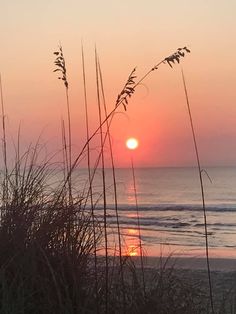 the sun is setting over the ocean with sea oats sticking out of the sand