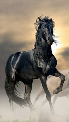 Horses Horse Wallpaper Iphone, Horse Background, Regnul Animal, Stallion Horses