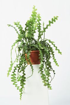 a potted plant sitting on top of a white stand