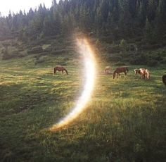 horses graze in a field with tall trees