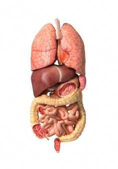 the anatomy of the human body showing the livers, lungs and stomach royalty illustration