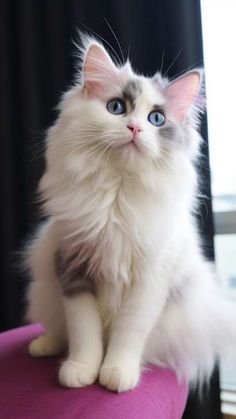 a white cat with blue eyes sitting on a pink cushion in front of a window