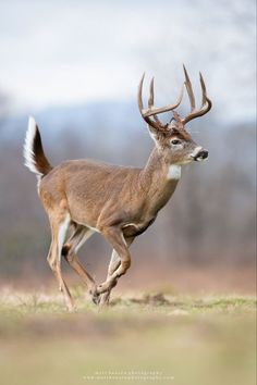 a deer running in the grass with antlers on it's head and tail