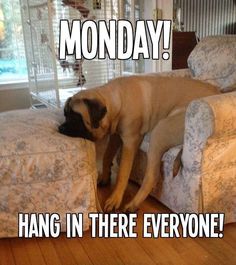 a pug dog laying on top of a couch with the caption monday hang in there everyone