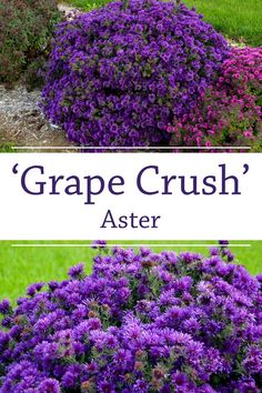 purple flowers are growing in the garden with text overlay that reads grape crush'aster