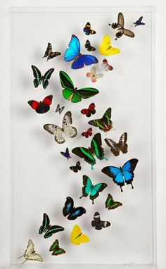 a group of colorful butterflies flying in the air on a white wall with clear frame