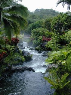 a river surrounded by lush green trees and flowers in the jungle with water running through it