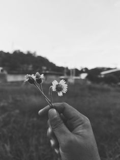 a hand holding a flower in the middle of a field