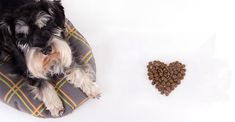 a dog laying on a pillow next to a heart shaped treat