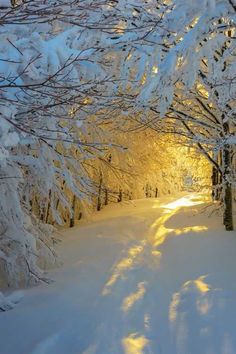 the sun is shining through some trees on a snowy path with snow covered ground and branches in the foreground