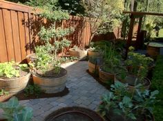 an outdoor garden with lots of plants growing in the planters and on the ground