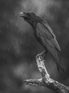 a black bird sitting on top of a tree branch in the rain with it's beak open