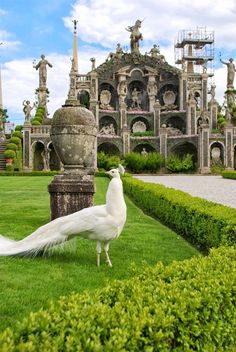 a white peacock standing in front of a building with statues on it's sides