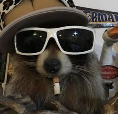 Racoon Funny, Image Joker, Wearing Sunglasses