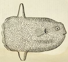 a drawing of a fish with spots on it's body and head is shown