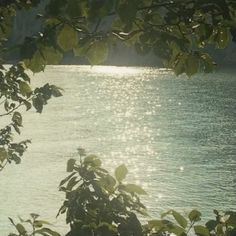 the sun shines brightly through leaves as it reflects on the water's surface