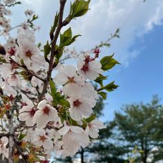 some white and pink flowers on a tree