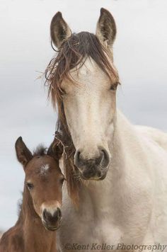 two brown and white horses standing next to each other