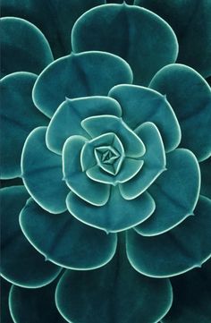 a close up view of the center of a green succulent plant with leaves