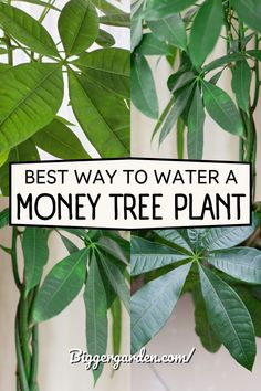 Learn how to water a Money Tree properly by recognizing the signs it needs hydration, including tips for Money Plant in Water, Money Plant Indoor care, and Money Tree Plant Care. Stay on top of Money Plant Care, Pachira Money Tree, and Easy Care Indoor Plants like Pachira Aquatica. Money Plant Benefits, Money Plant In Water, Money Plant Indoor, Ponytail Plant, Money Tree Plant Care, Chinese Money Tree, Money Tree Bonsai, Plant In Water