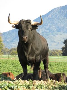 a large bull standing in the middle of a field