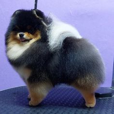 a small dog standing on top of a blue floor next to a purple wall with a black and white border