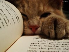 a cat is laying down on top of an open book with its head resting on the pages