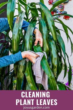 a woman is cleaning plants with a cloth in front of her and text overlay that reads, cleaning plant leaves