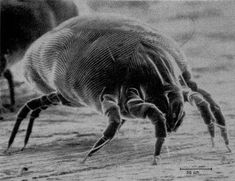 an insect crawling on the ground in black and white