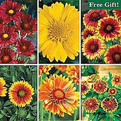 six different types of flowers with the words free gift written on them in red, yellow and orange