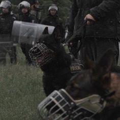 a police dog sitting in the grass next to a man with a helmet on his head