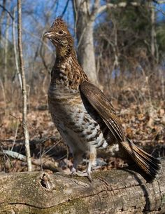 a brown and white bird sitting on top of a tree branch in the woods next to some trees