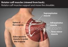 Rotator Cuff Injury Exercises, Supraspinatus Muscle, Subscapularis Muscle, Shoulder Anatomy, Rotator Cuff Exercises, Rotator Cuff Surgery, Psoas Release, Shoulder Rehab, Shoulder Problem