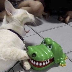 a small white dog playing with a toy alligator