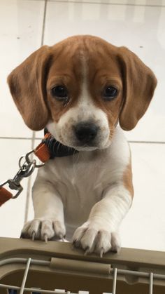 a small brown and white dog sitting on top of a metal cage next to a tiled floor