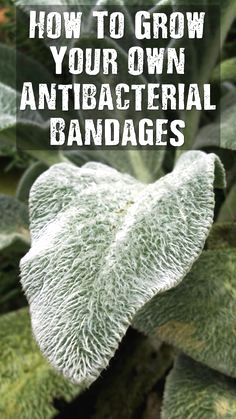 a plant with the words how to grow your own antibacterial bandages on it