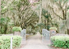 an open gate leading into a lush green park with trees covered in moss and spanish moss